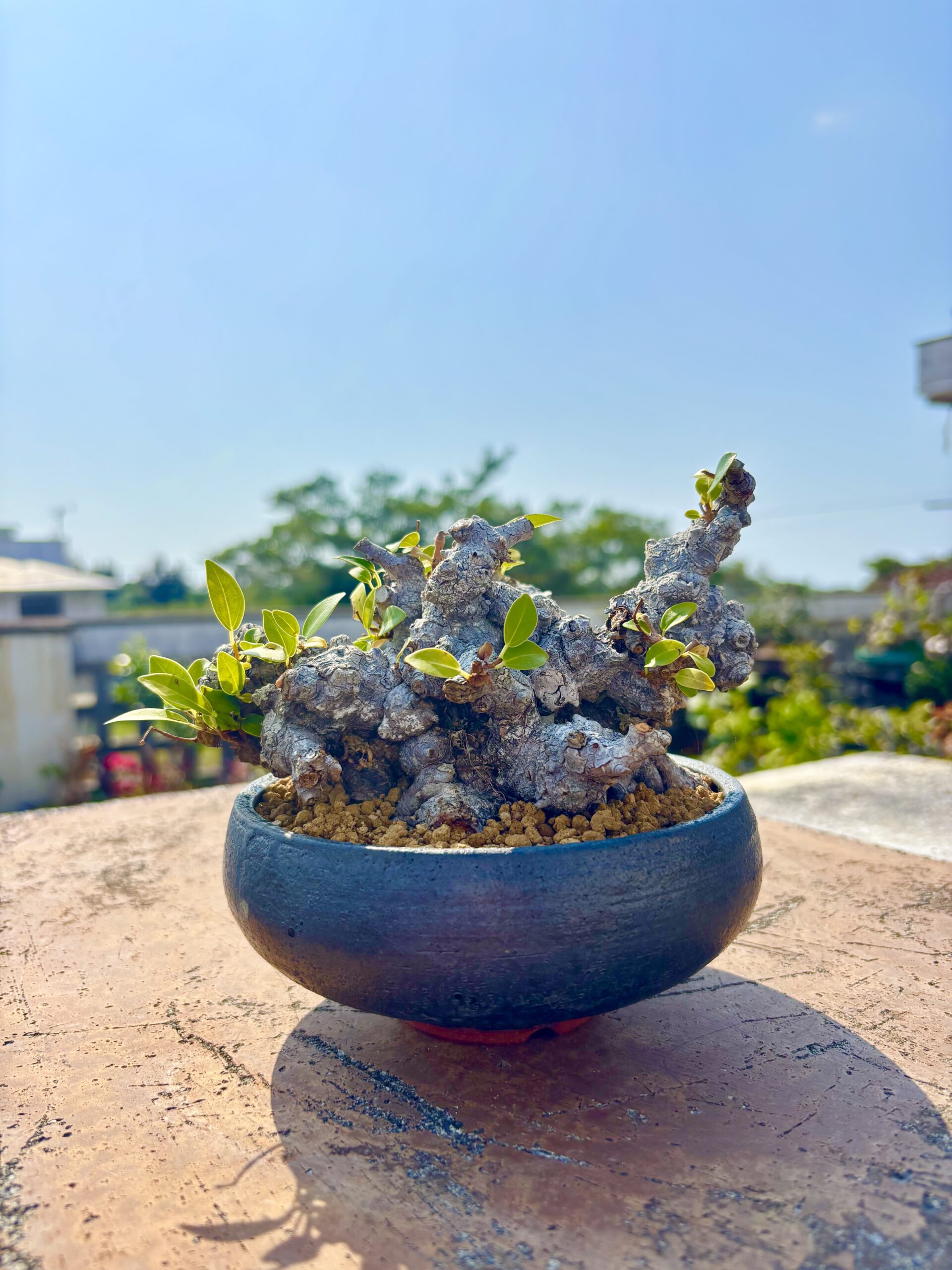 沖縄の盆栽・観葉植物の通販なら - Ginowan Bonsai