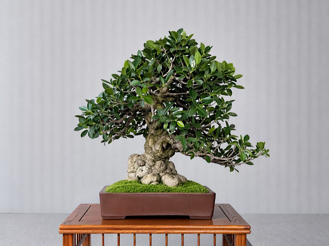 沖縄の盆栽・観葉植物の通販なら - Ginowan Bonsai