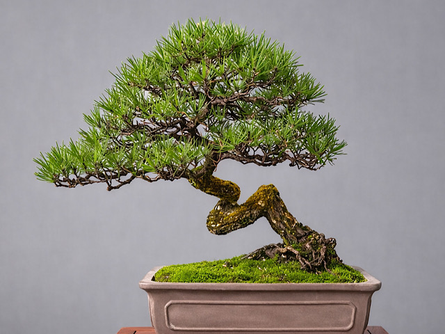 沖縄の盆栽・観葉植物の通販なら - Ginowan Bonsai