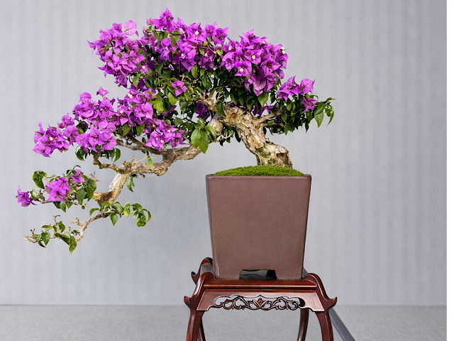 沖縄の盆栽・観葉植物の通販なら - Ginowan Bonsai