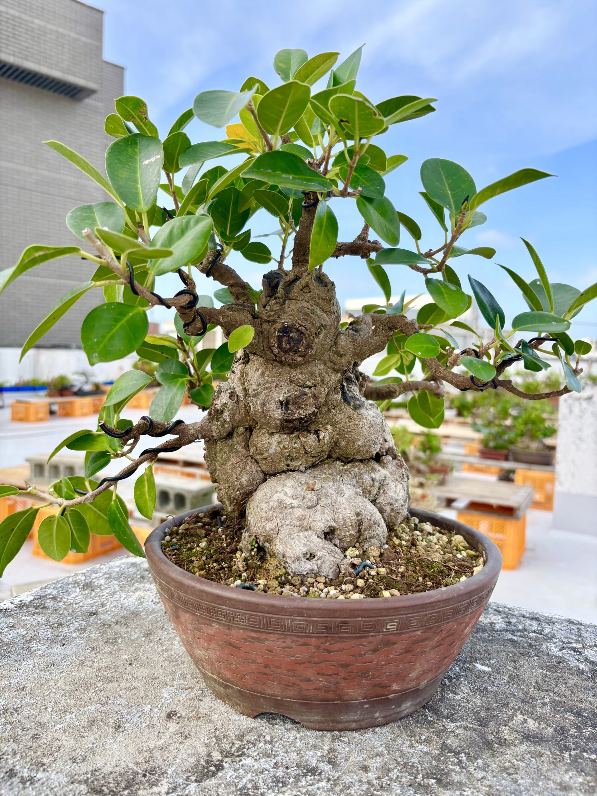 ガジュマル - 画像 (3)