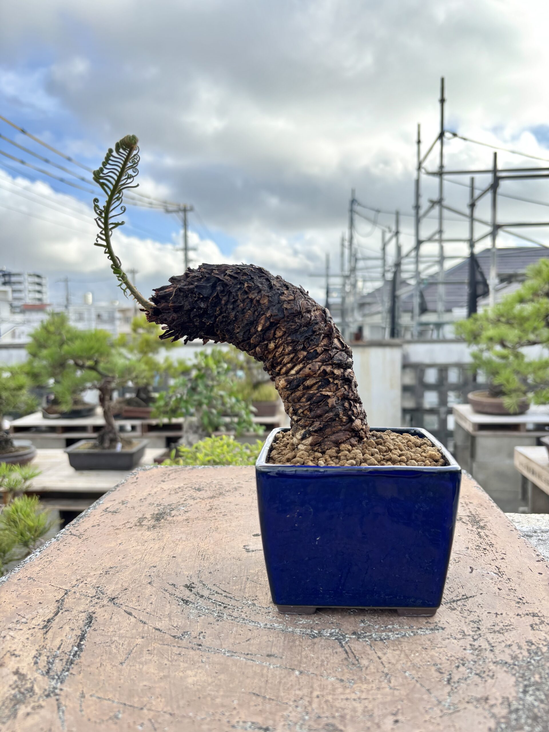 ソテツ