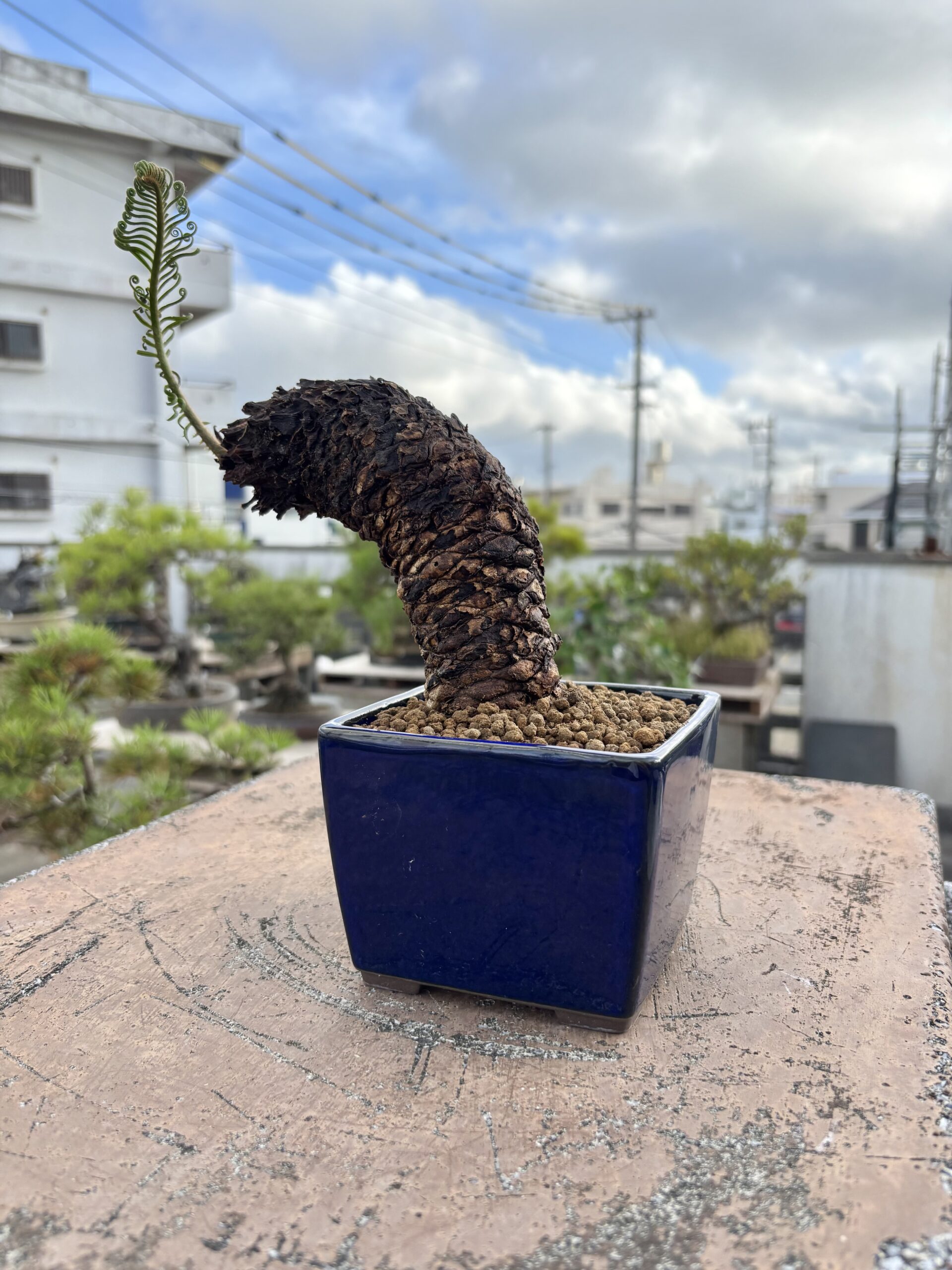 ソテツ - 画像 (4)